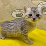 Mau, silver, female DOB 1-26-24