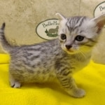 Mau, silver, female DOB 1-26-24