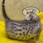 Mau, silver, female DOB 1-26-24