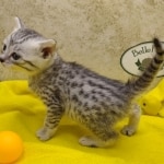 Mau, silver, female DOB 1-26-24