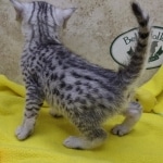 Mau, silver, female DOB 1-26-24