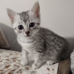 Luna Mau, silver, female DOB 1-26-24