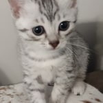 Luna Mau, silver, female DOB 1-26-24