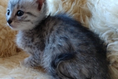 Lilu Lani, Egyptian Mau, Silver Female #2 DOB 10-3-19