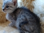 Lilu Lani, Egyptian Mau, Silver Female #2 DOB 10-3-19