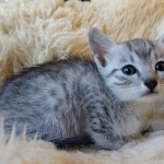 Mau, SIlver, female, DOB 10-3-19