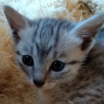 Mau, SIlver, female, DOB 10-3-19