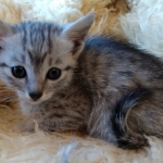 Mau, SIlver, female, DOB 10-3-19