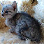 Mau, SIlver, female, DOB 10-3-19