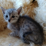 Mau, SIlver, female, DOB 10-3-19