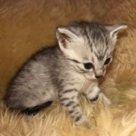 Mau, SIlver, female, DOB 10-3-19