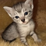 Mau, SIlver, female, DOB 10-3-19