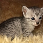 Mau, SIlver, female, DOB 10-3-19