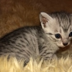 Mau, SIlver, female, DOB 10-3-19