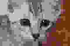 Dahlia Egyptian Mau Silver Female #2 DOB 11-25-22