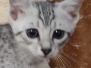 Dahlia Egyptian Mau Silver Female #2 DOB 11-25-22
