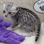 Mau silver female DOB 11-25-22