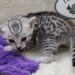 Mau silver female DOB 11-25-22