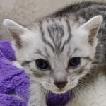 Mau silver female DOB 11-25-22