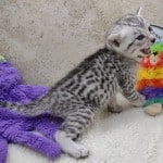 Mau silver female DOB 11-25-22