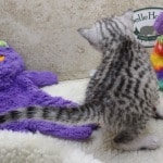 Mau silver female DOB 11-25-22