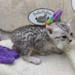 Mau silver female DOB 11-25-22