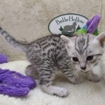 Mau silver female DOB 11-25-22