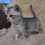 Mau silver female DOB 11-25-22