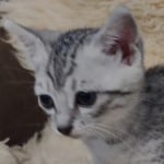 Mau silver female DOB 11-25-22