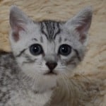 Mau silver female DOB 11-25-22