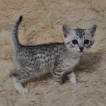 Mau silver female DOB 11-25-22