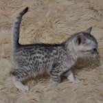 Mau silver female DOB 11-25-22