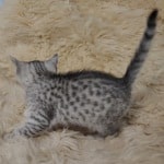 Mau silver female DOB 11-25-22