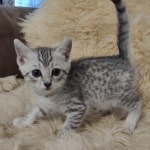 Mau silver female DOB 11-25-22