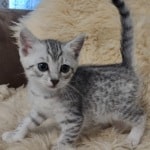 Mau silver female DOB 11-25-22