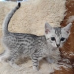 Mau silver female DOB 11-25-22