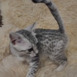 Mau silver female DOB 11-25-22