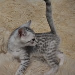 Mau silver female DOB 11-25-22