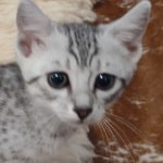 Mau silver female DOB 11-25-22