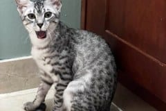 Sunny Egyptian Mau silver female #2 DOB 12-23-21