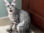 Sunny Egyptian Mau silver female #2 DOB 12-23-21