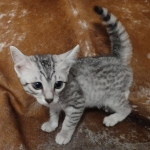 Sunny Mau silver female DOB 12-23-21