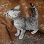 Sunny Mau silver female DOB 12-23-21