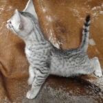 Sunny Mau silver female DOB 12-23-21