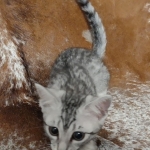 Sunny Mau silver female DOB 12-23-21