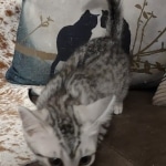 Sunny Mau silver female DOB 12-23-21