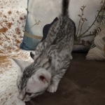 Sunny Mau silver female DOB 12-23-21