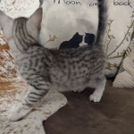 Sunny Mau silver female DOB 12-23-21