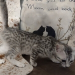 Sunny Mau silver female DOB 12-23-21