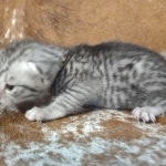 Mau silver female DOB 12-23-21